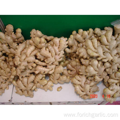 High Quality Ginger In Good Price